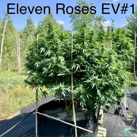 ELEVEN ROSES EARLY VERSION
