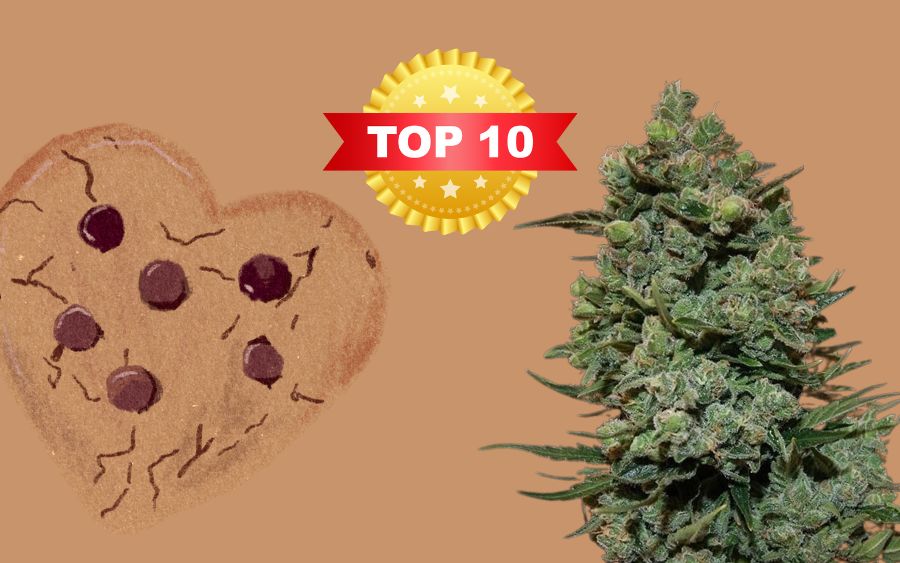 Best Cookies Strains - Top 10
