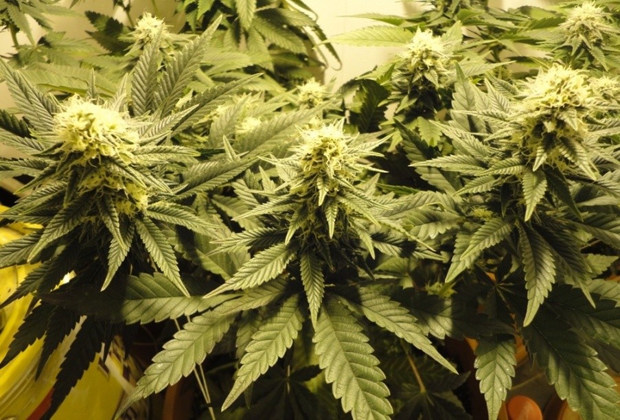 ¿Cuándo se planta la marihuana?