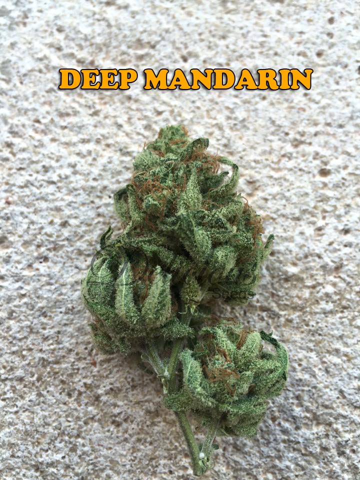Blog DEEP MANDARIN NEW STRAIN 2016