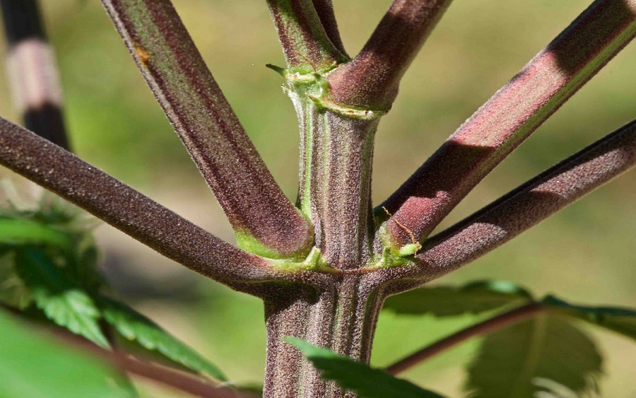 Cannabis purple stems, how can I fix it?