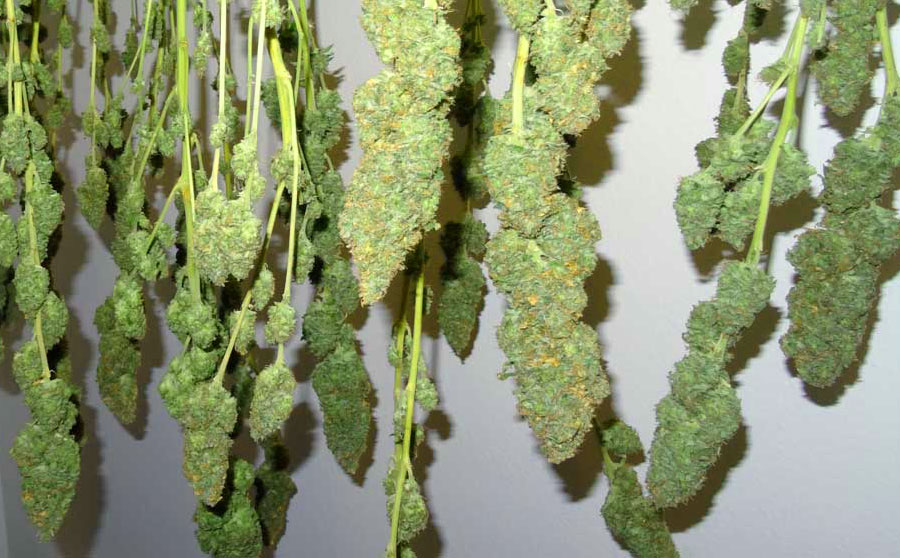 How to dry and cure marijuana