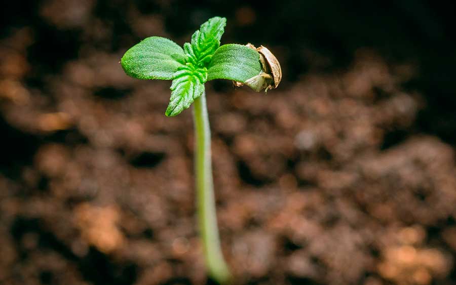 Baby marijuana plants, how to care for them?