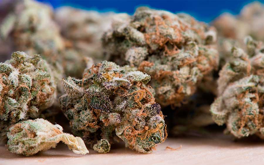 ¿Cuáles son las marihuanas más potentes?