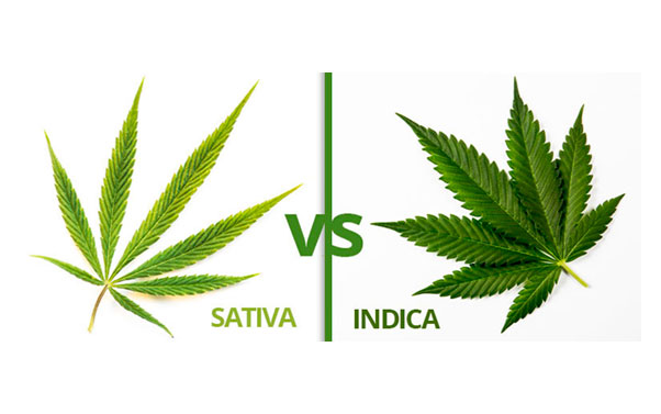 The difference between Indica and Sativa