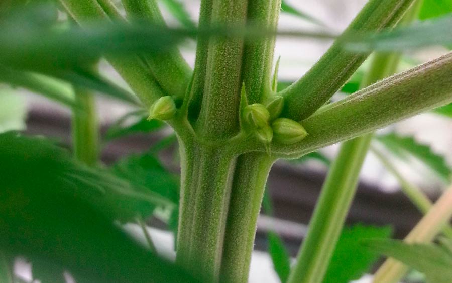 Cómo saber si una planta de marihuana es macho o hembra