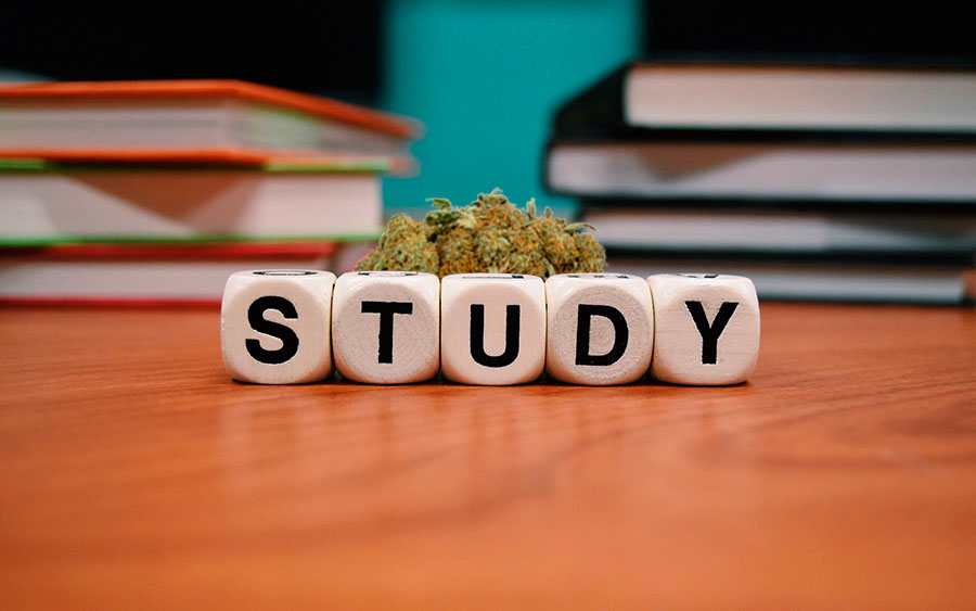 Is marijuana really good for concentrating on studies? 