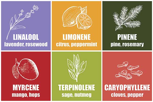 What are terpenes and what to know