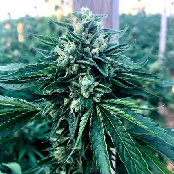 Cinnamon Buddha OG - Humboldt Seeds