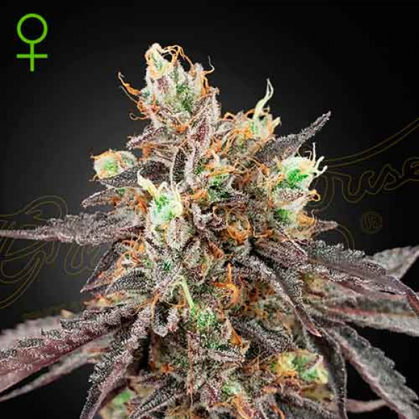 Gelato 41 x Gelato 41 Auto - Green House