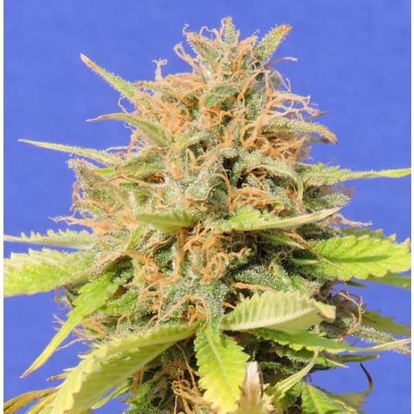 Girl Scout Cookies Auto -  - 