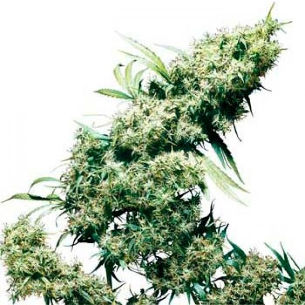 jamaica марихуана