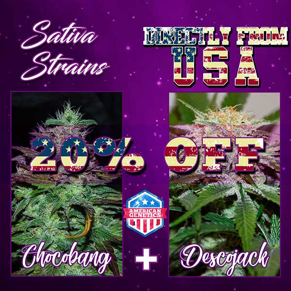 SATIVA DEAL PACK - CHOCOBANG + DESCOJACK - семена - GOURMET COLLECTION