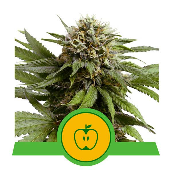 Apple Fritter Auto - Royal Queen