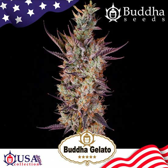 BUDDHA GELATO - Buddha Seeds