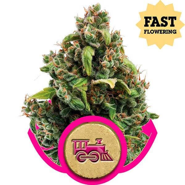 Candy Kush Express (Fast Flowering) - Royal Queen