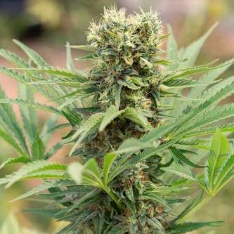 Humboldt cannabis seeds