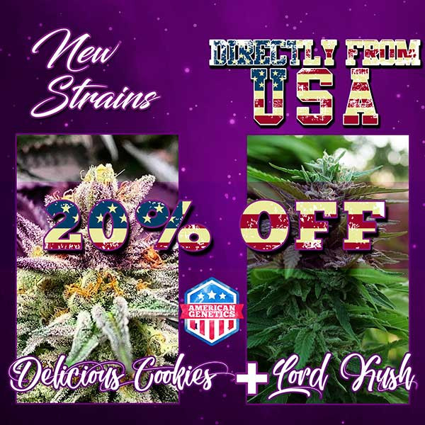 NEW STRAINS PACK - DELICIOUS COOKIES + LORD KUSH - GOURMET COLLECTION - Семена конопли
