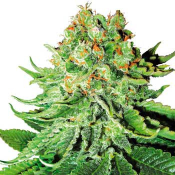 Northern Lights Automatic - 5 Seeds (White Label) - White Label