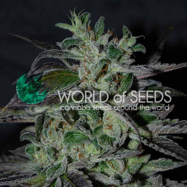 Strawberry Blue Early Version -  - Delicious Seeds