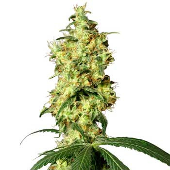 White Widow Automatic - 10 Seeds - White Label