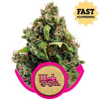 покупка Candy Kush Express (Fast Flowering)