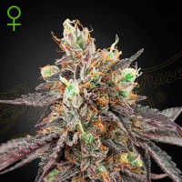 покупка Gelato 41 x Gelato 41 Auto