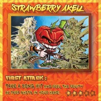 покупка Strawberry AKeil - 6 seeds