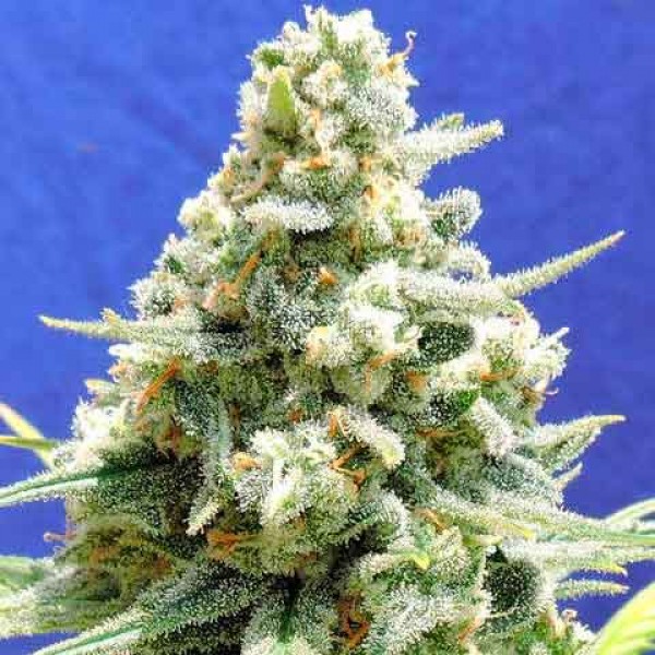 AMNESIA LEMON KUSH Hanfsamen Delicious Seeds