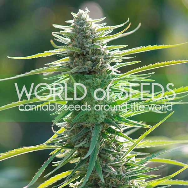 Colombian Gold - World of Seeds