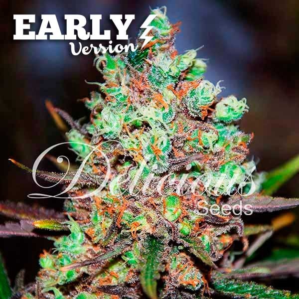 COTTON CANDY KUSH EARLY VERSION - Cannabissamen - EARLY VERSION