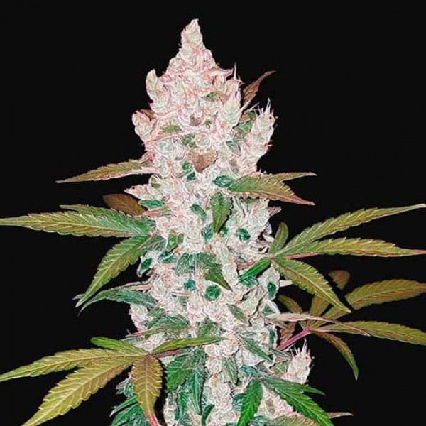 GIRL SCOUT COOKIES AUTO - Hanfsamen - Delicious Seeds