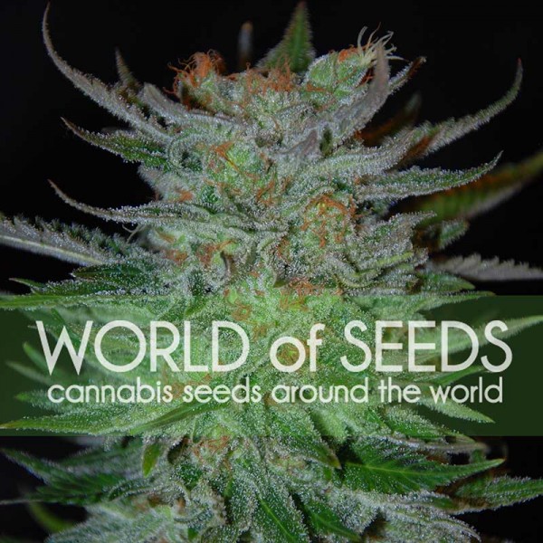 New York 47 - World of Seeds