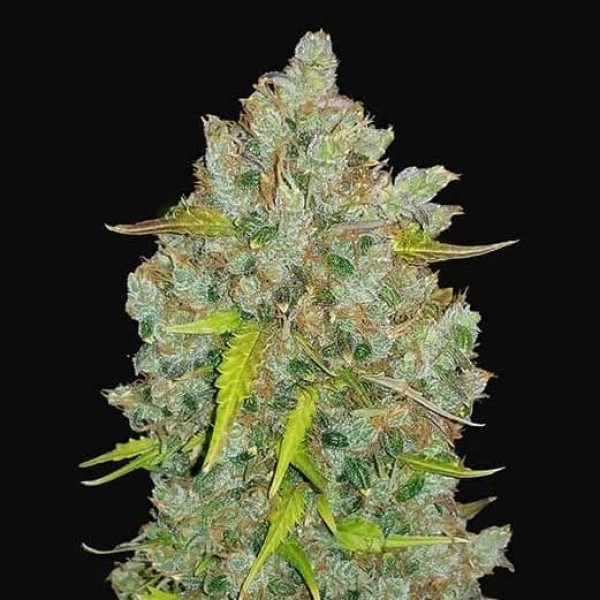 Wie produziert man Cannabis-Samen? - Fast Buds Autoflowering Hanfsamen
