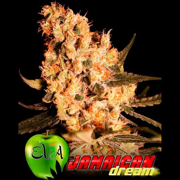 Jamaican Dream Hanfsamen Delicious Seeds Preview images are old, too lazy to change them to the new smaller version 245 polys. jamaican dream hanfsamen delicious seeds
