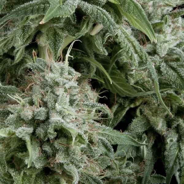 Auto Northern Lights Cbd Hanfsamen Delicious Seeds