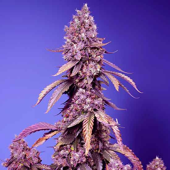 Black Muffin F1 Fast Version - Sweet Seeds