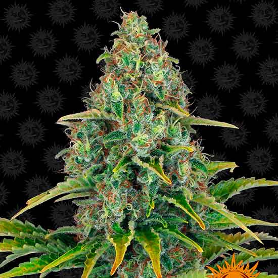 BLUE CHEESE AUTO -  - Delicious Seeds