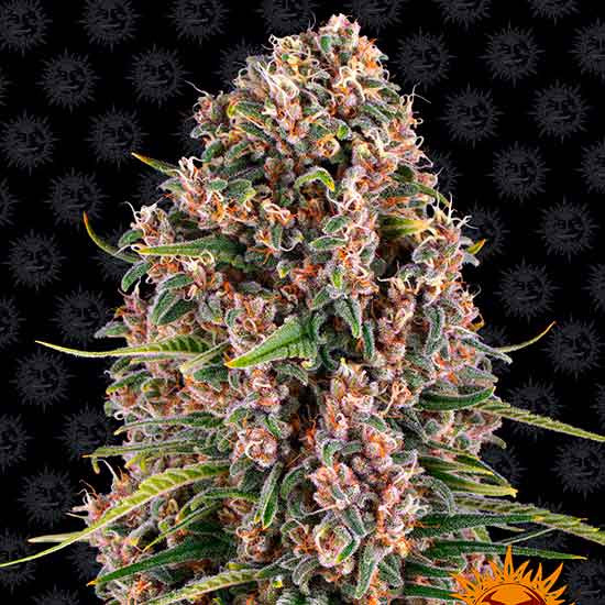 BLUE CHEESE -  - Delicious Seeds