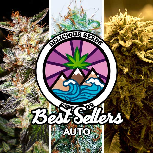Best Sellers Auto Collection - GOURMET SAMMLUNG - Cannabissamen
