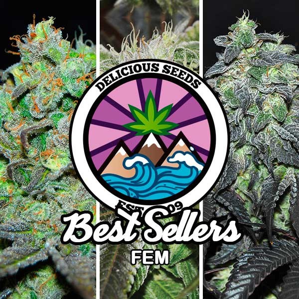 Best Sellers Collection - GOURMET SAMMLUNG - Cannabissamen