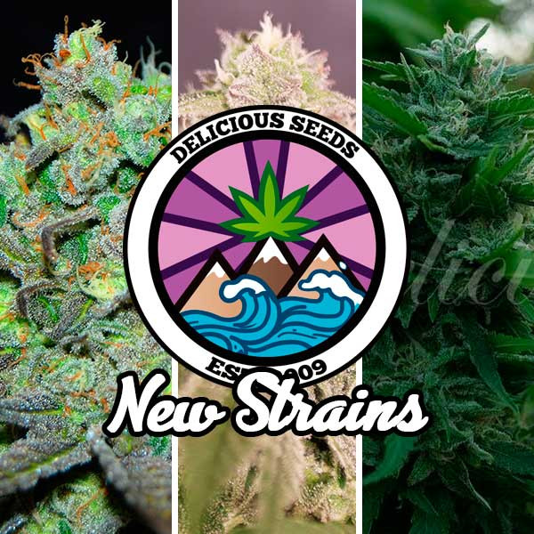 New Strains Collection - GOURMET SAMMLUNG - Cannabissamen