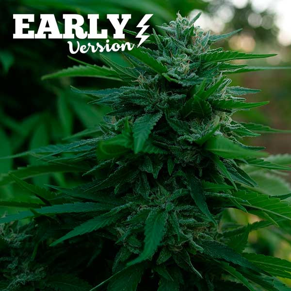 Lord Kush Early Version - EARLY VERSION - Cannabissamen