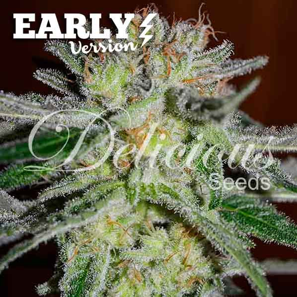Northern Light Blue Early Version - EARLY VERSION - Cannabissamen