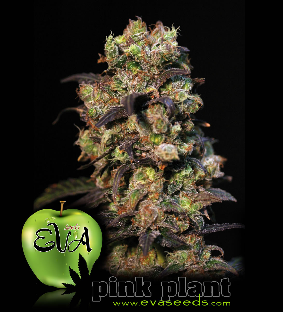 Pink Plant - 9 seeds  - Eva Seeds