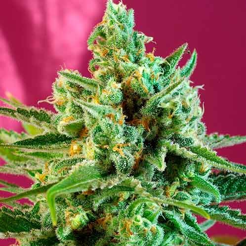 S.A.D. Sweet Afgani Delicious CBD - Sweet Seeds