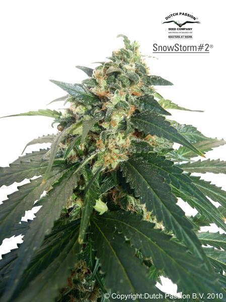 AUTO SNOWSTORM #2 - 7 seeds -  - Delicious Seeds