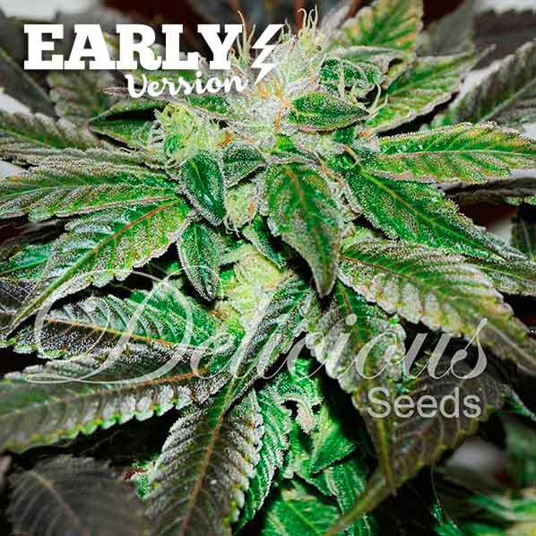 Sugar Candy Early Version - EARLY VERSION - Cannabissamen