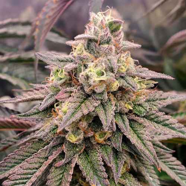 Forbidden Fruit Fast Flowering - Humboldt Seeds