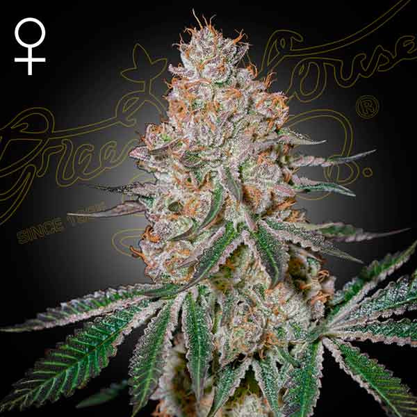 HIGHCLOUDZ - Green House